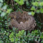 toy robin nest